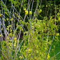 Dicentra scandens